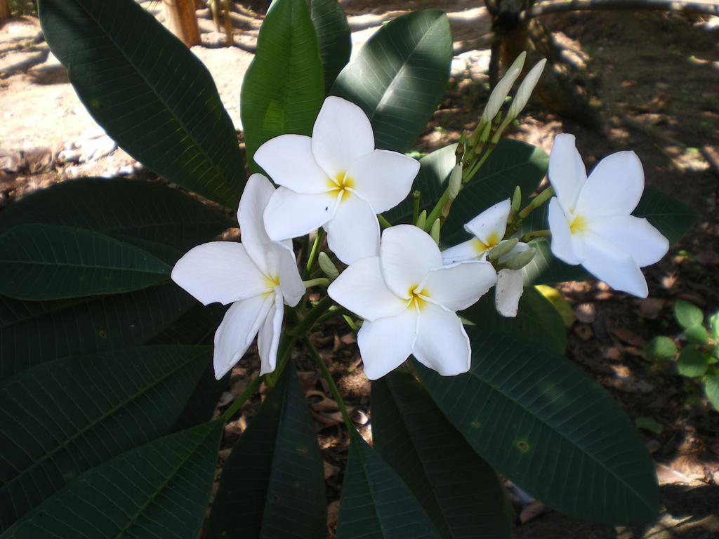 Seychelles Yellow Petals Anse Boileau Exteriör bild