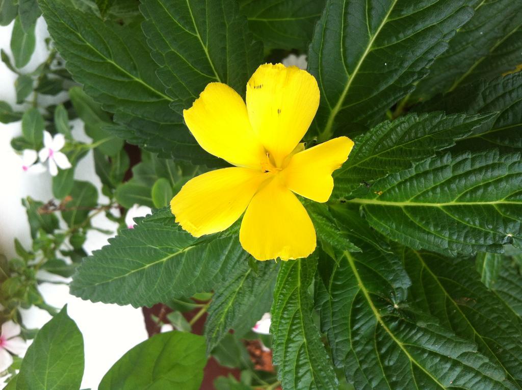 Seychelles Yellow Petals Anse Boileau Exteriör bild