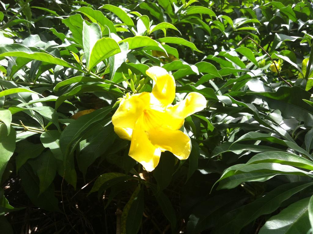 Seychelles Yellow Petals Anse Boileau Exteriör bild